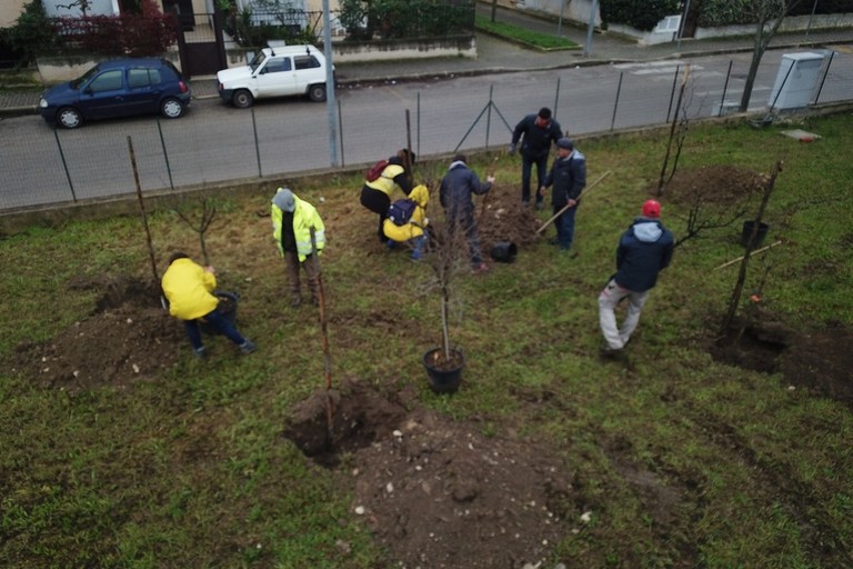 Dopo le primarie, si piantano nuovi alberi - Matera