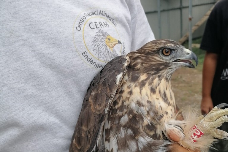 Alla Regione la gestione dei centri per animali selvatici - Matera