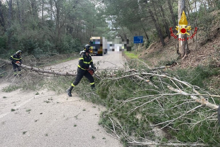 Immagine del post 17334 - Matera Raffiche di vento e alberi caduti, 60 interventi dei vigili del fuoco - Matera