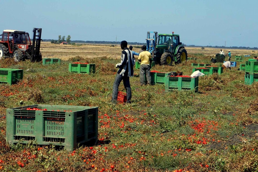 Basilicata: operazione contro caporalato e sfruttamento di braccianti - Matera