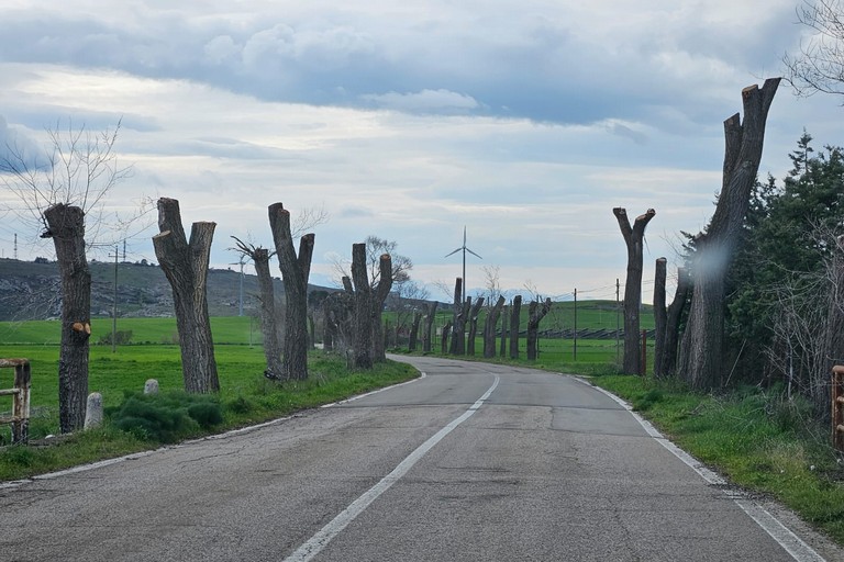 Immagine del post 2745 - Matera Verdi: dannosa manutenzione di alberi - Matera