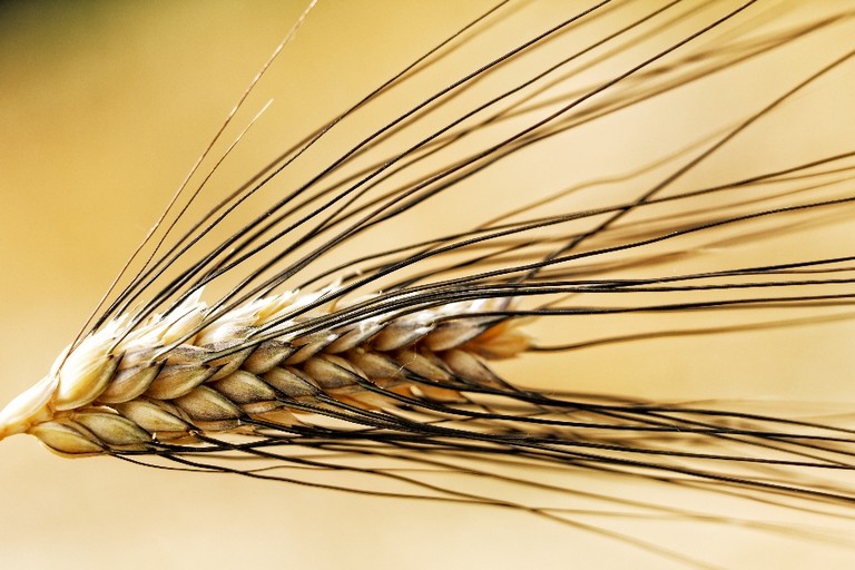 Grano: prezzo basso per i produttori lucani - Matera