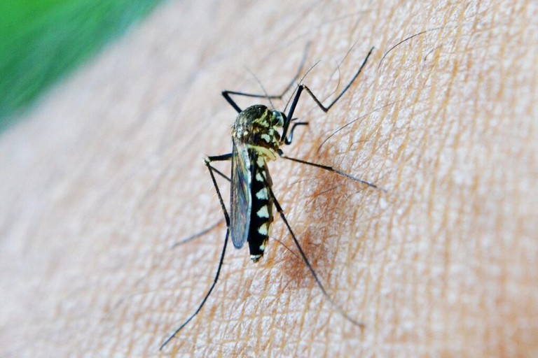West Nile: uffici Regione invitano a evitare allarmismo - Matera