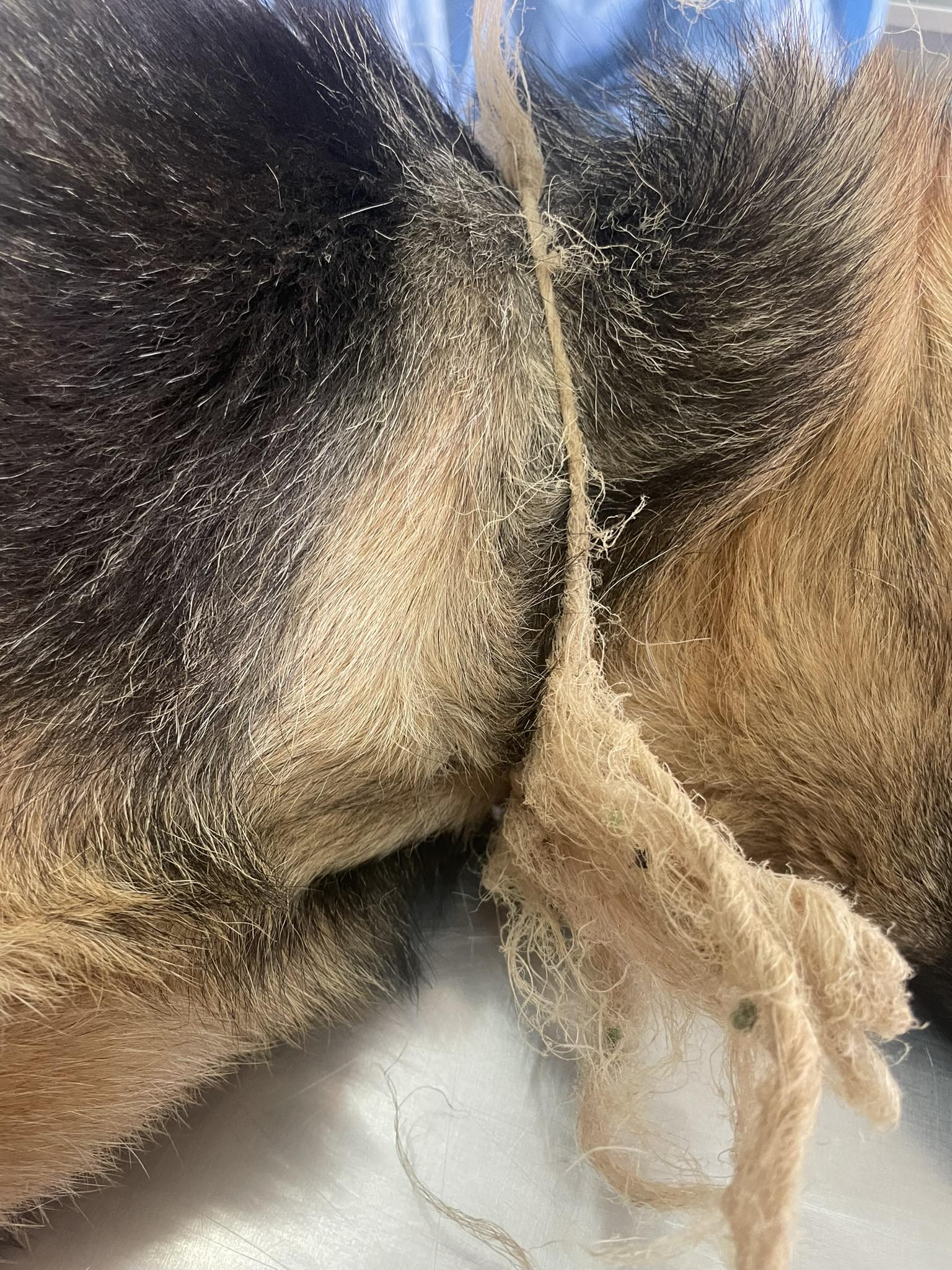 Immagine del post 7935 - Santeramo in Colle Santeramo, due cagnoline legate con una corda al collo salvate dalla strada - Santeramo in Colle