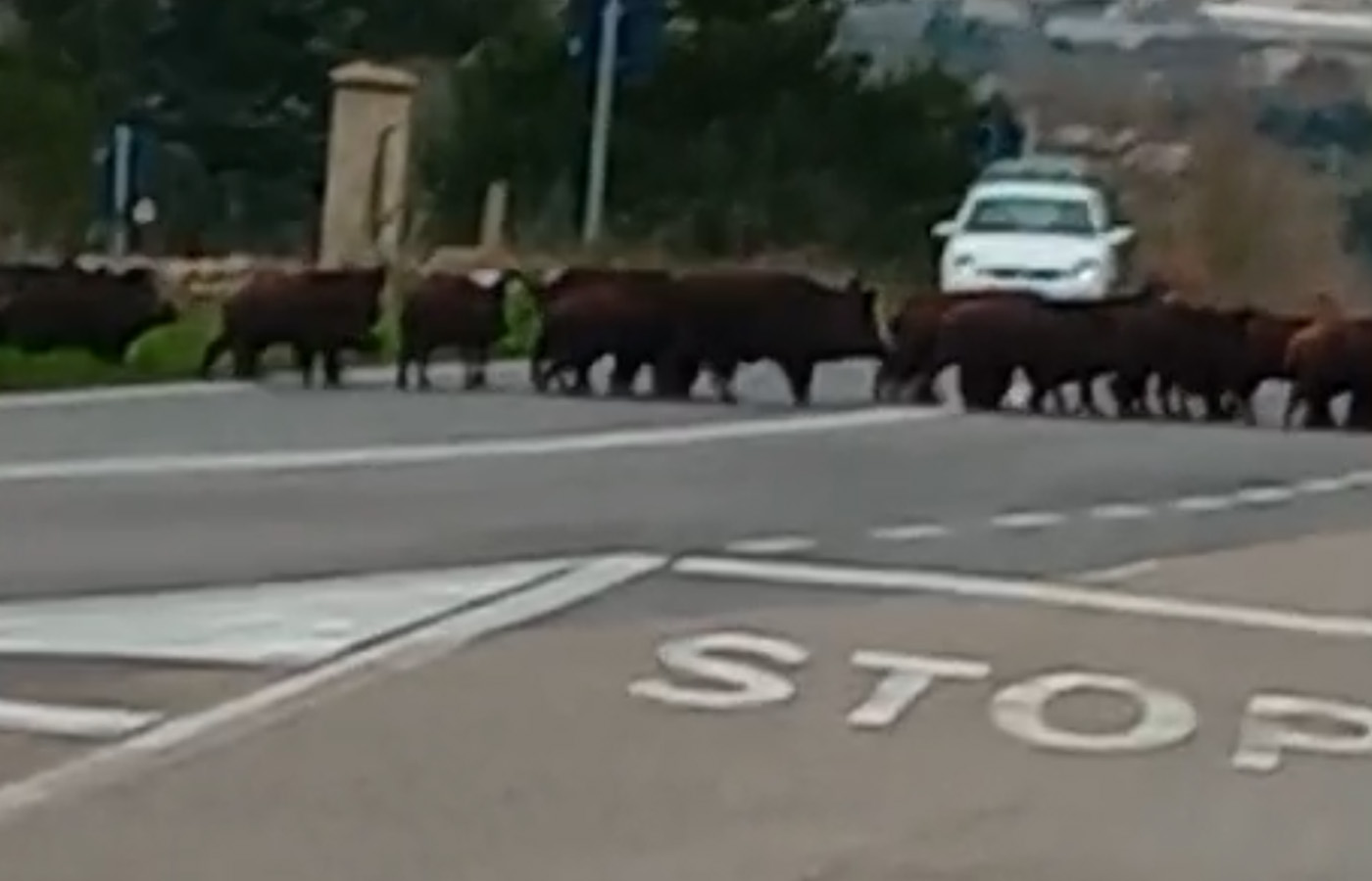 Una mandria di cinghiali immortalata in un video nelle campagne di Viglione - Santeramo in Colle