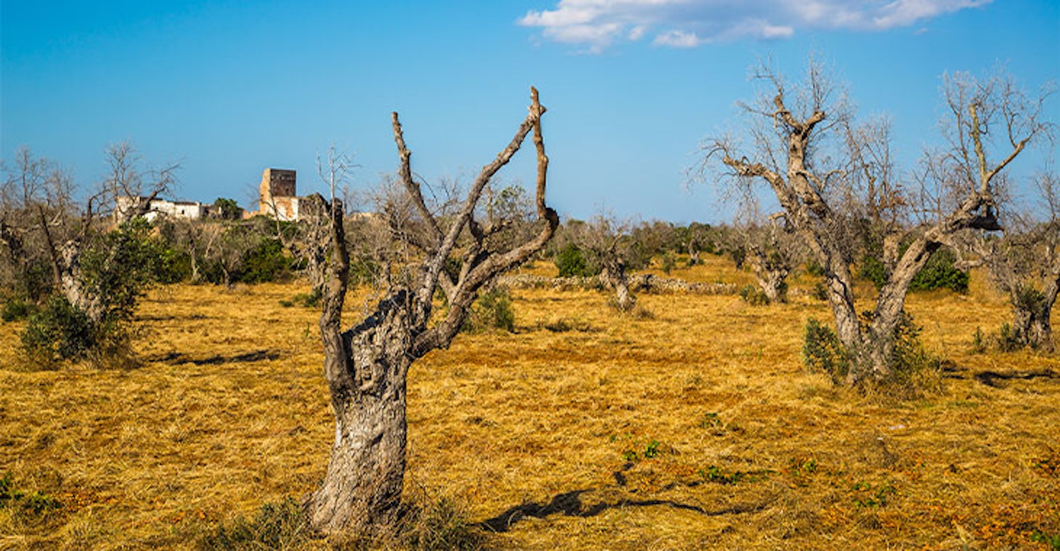 Immagine del post 6434 - Santeramo in Colle Allarme Xylella, scatta l’obbligo di lavorazione dei terreni: interventi entro il 12 maggio - Santeramo in Colle